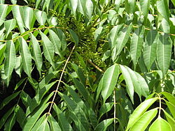Rhus succedanea-01.jpg