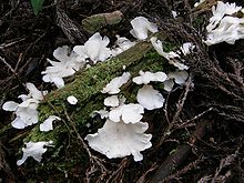 http://upload.wikimedia.org/wikipedia/commons/thumb/0/0a/Pleurocybella_porrigens020359.jpg/220px-Pleurocybella_porrigens020359.jpg