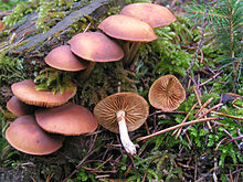 http://upload.wikimedia.org/wikipedia/commons/thumb/b/ba/Galerina_marginata.jpg/220px-Galerina_marginata.jpg